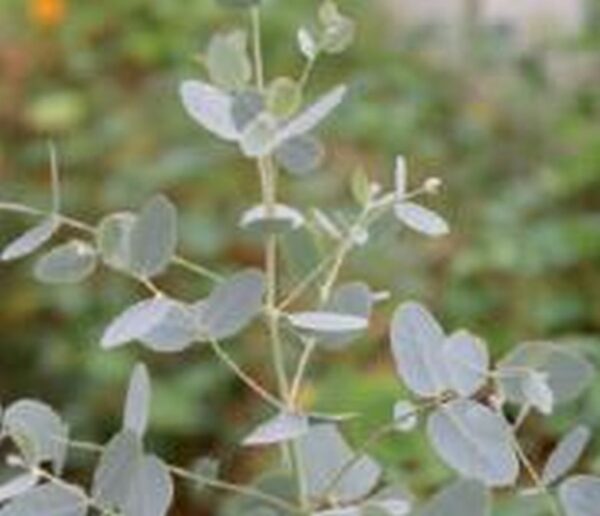 Eukalyptus