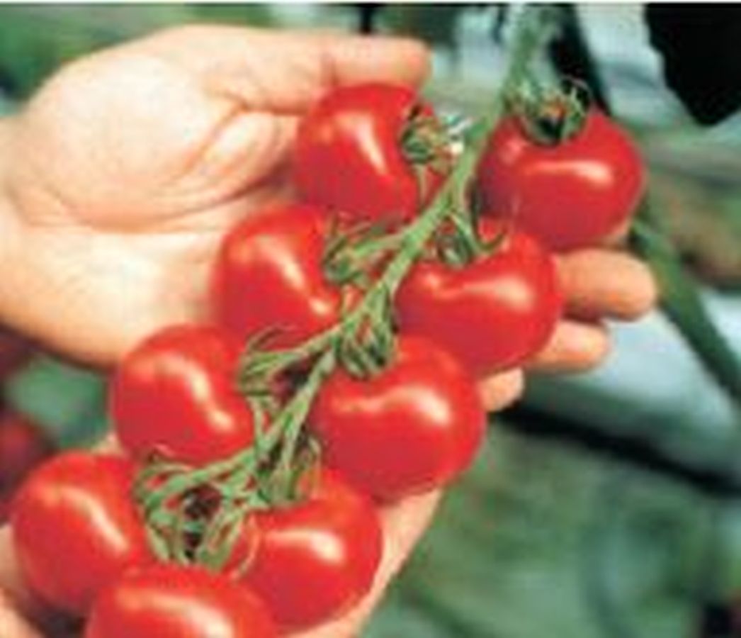 Extra frühe Tomate ´Cindel´ - Kräuter Lädle