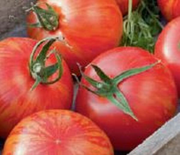 Runde Tomate Masteria
