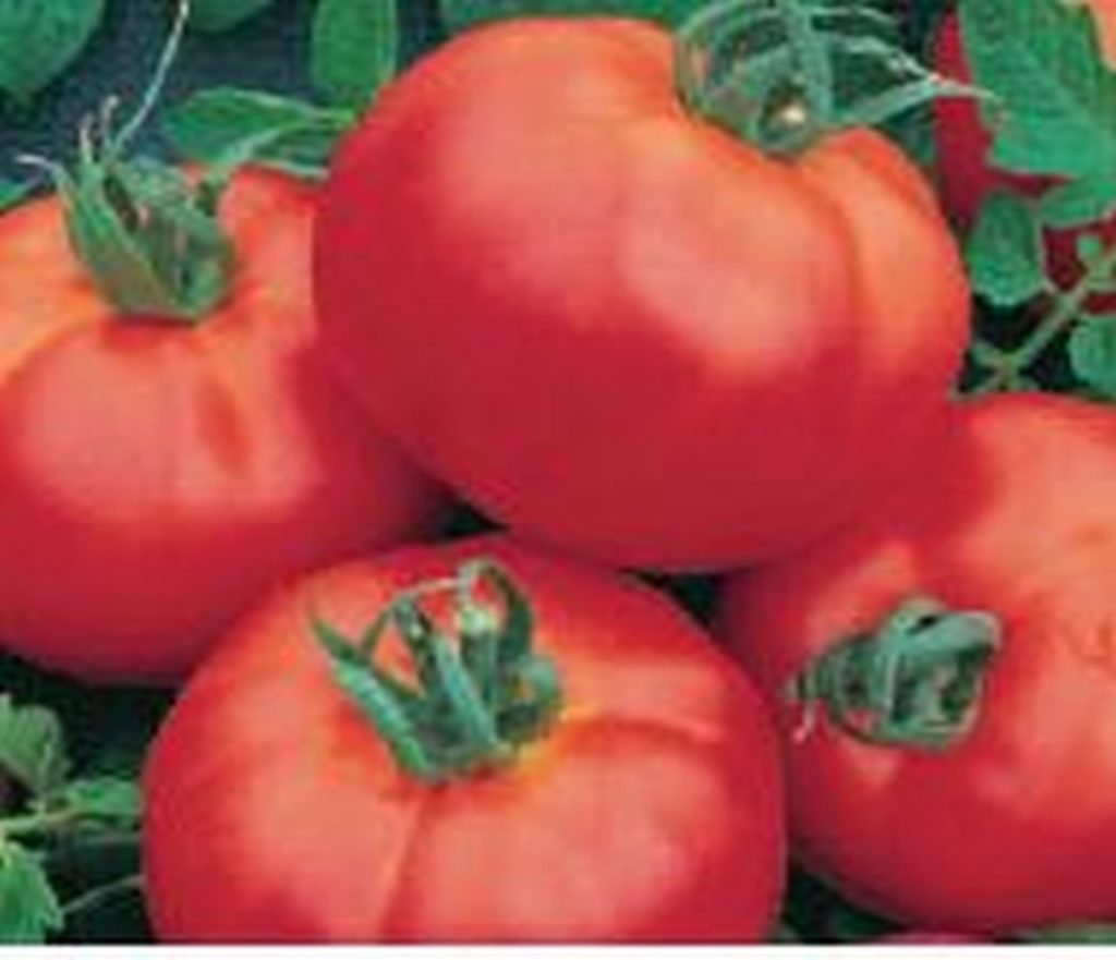 Fleisch-Tomate ´Master´ - Kräuter Lädle