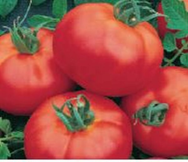 Fleisch-Tomate ´Master´
