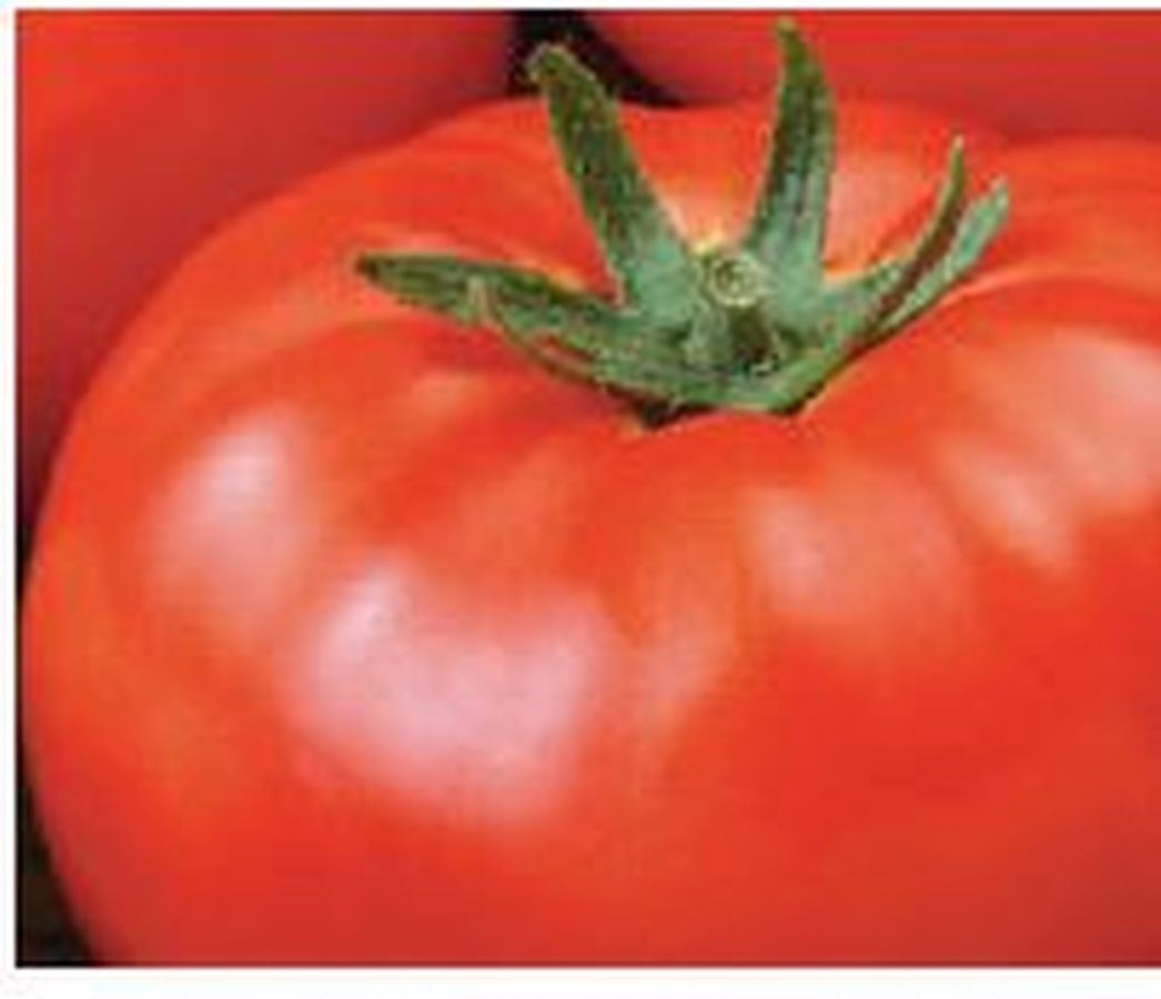 Fleisch-Tomate ´Myrto´ - Kräuter Lädle