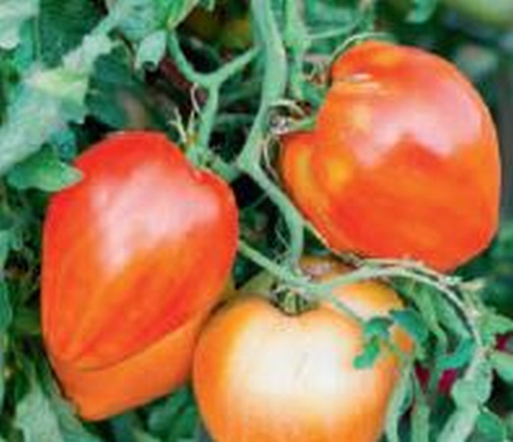 Fleisch-Tomate ´Ochsenherz´ - Kräuter Lädle