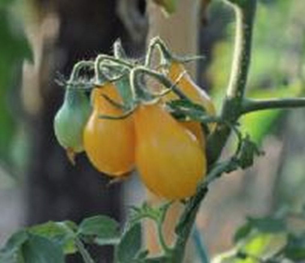 Gelbe Birnen-Tomate - Kräuter Lädle