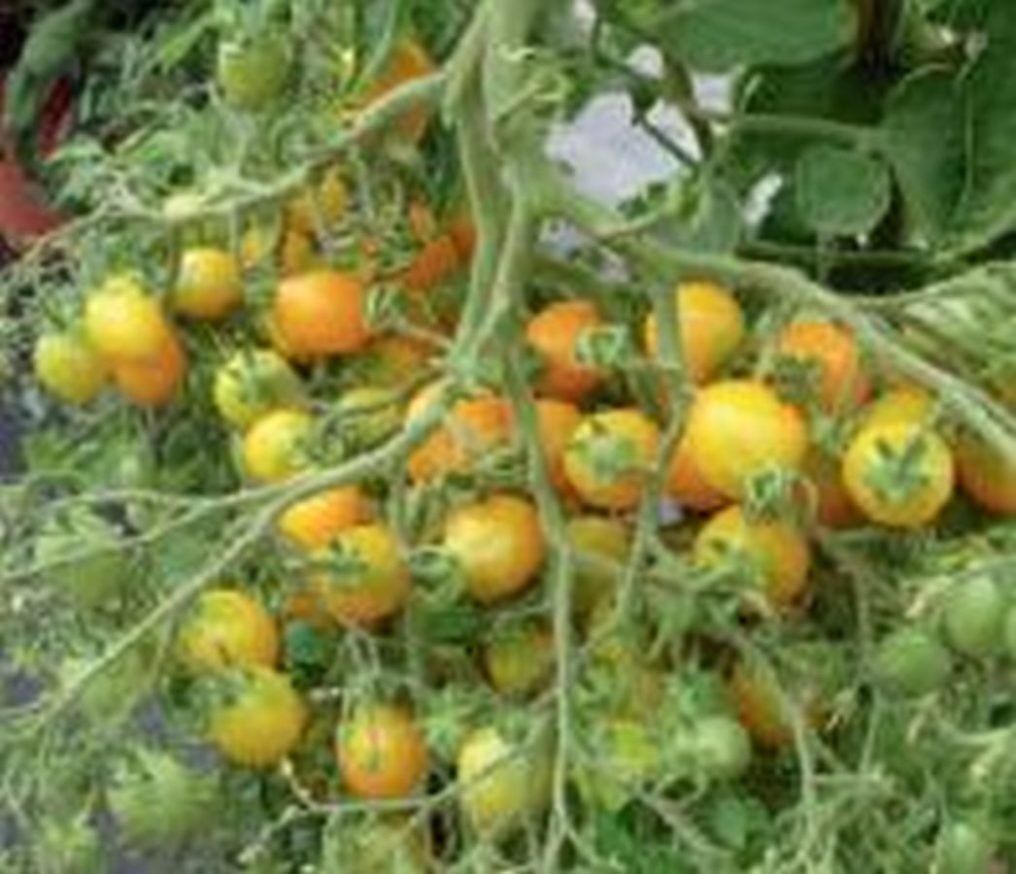 Gelbe Cocktail-Tomate ´Ildi´ - Kräuter Lädle