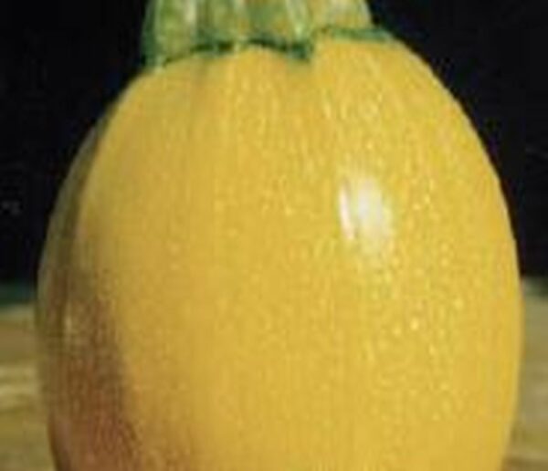 Gelbe Rondini