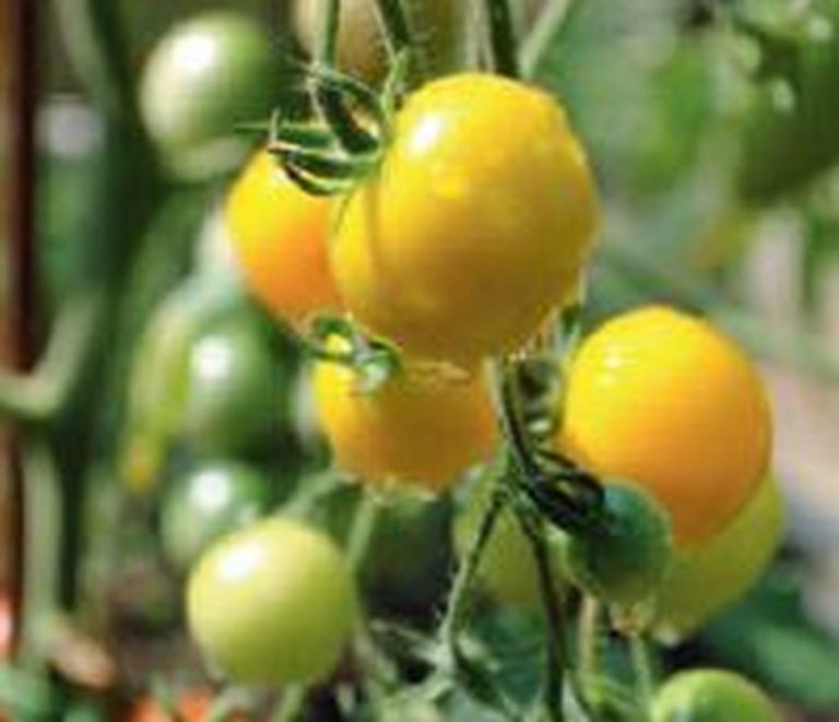 Gelbe Tomate ´Goldene Königin´ - Kräuter Lädle