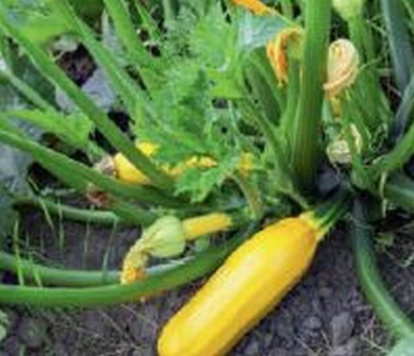 Gelbe Zucchini