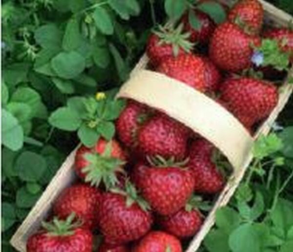 Gourmet - Erdbeere ´Hummi® - Herzle´