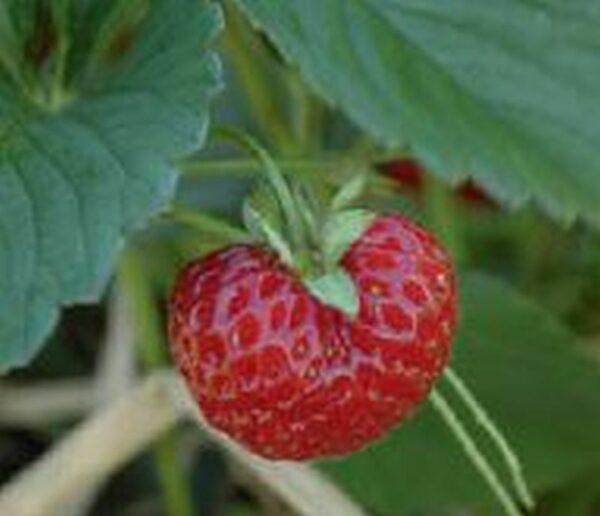 Erdbeere ´Hummi® Neue Mieze´