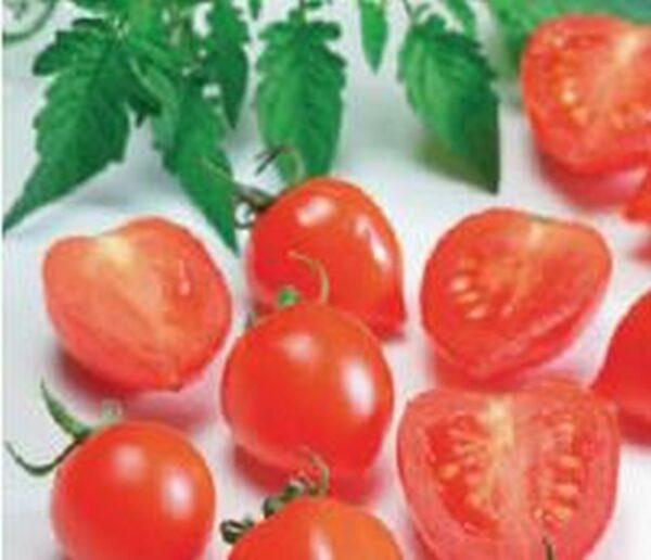 Herz Tomate ´Evita´