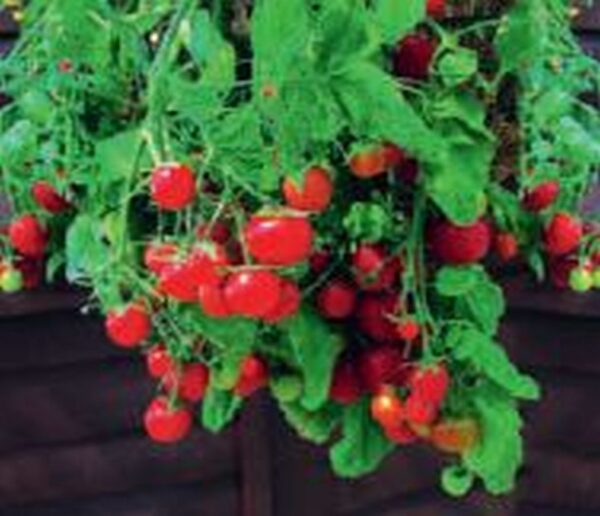 Hänge Tomate