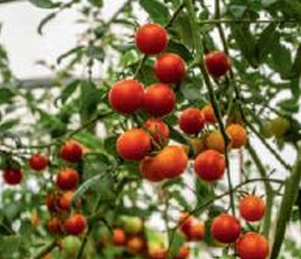 Johannisbeer-Tomate - Kräuter Lädle