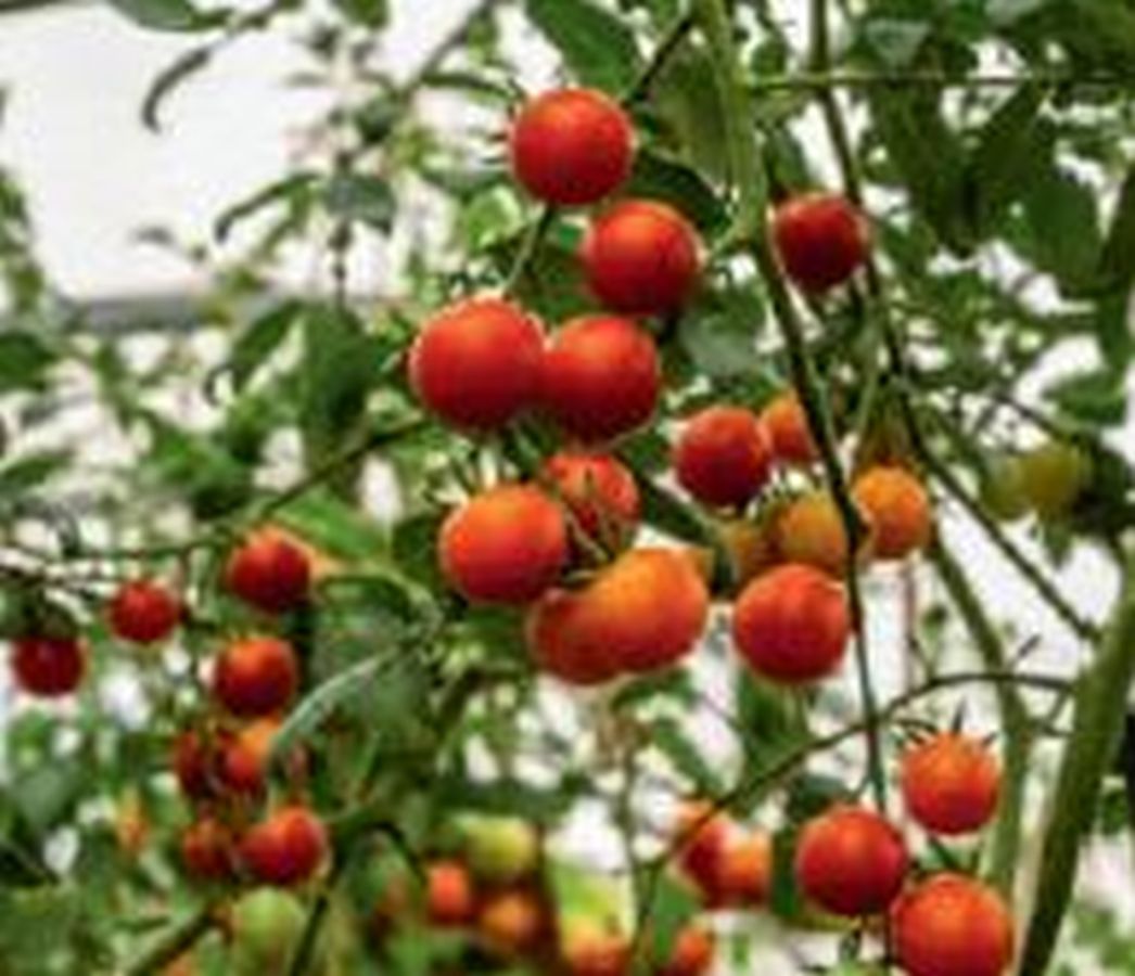 Johannisbeer-Tomate - Kräuter Lädle