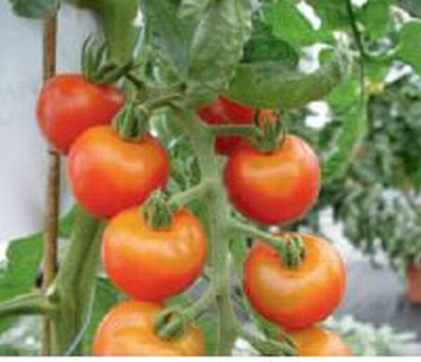 Mexikanische Honigtomate