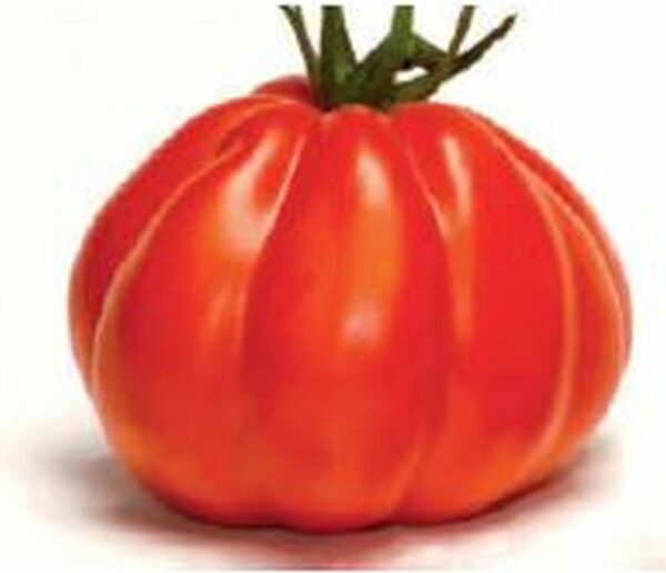 Ochsenherz-Tomate ´Corazon´