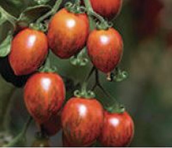 Pflaumen-Tomate ´Cookie´