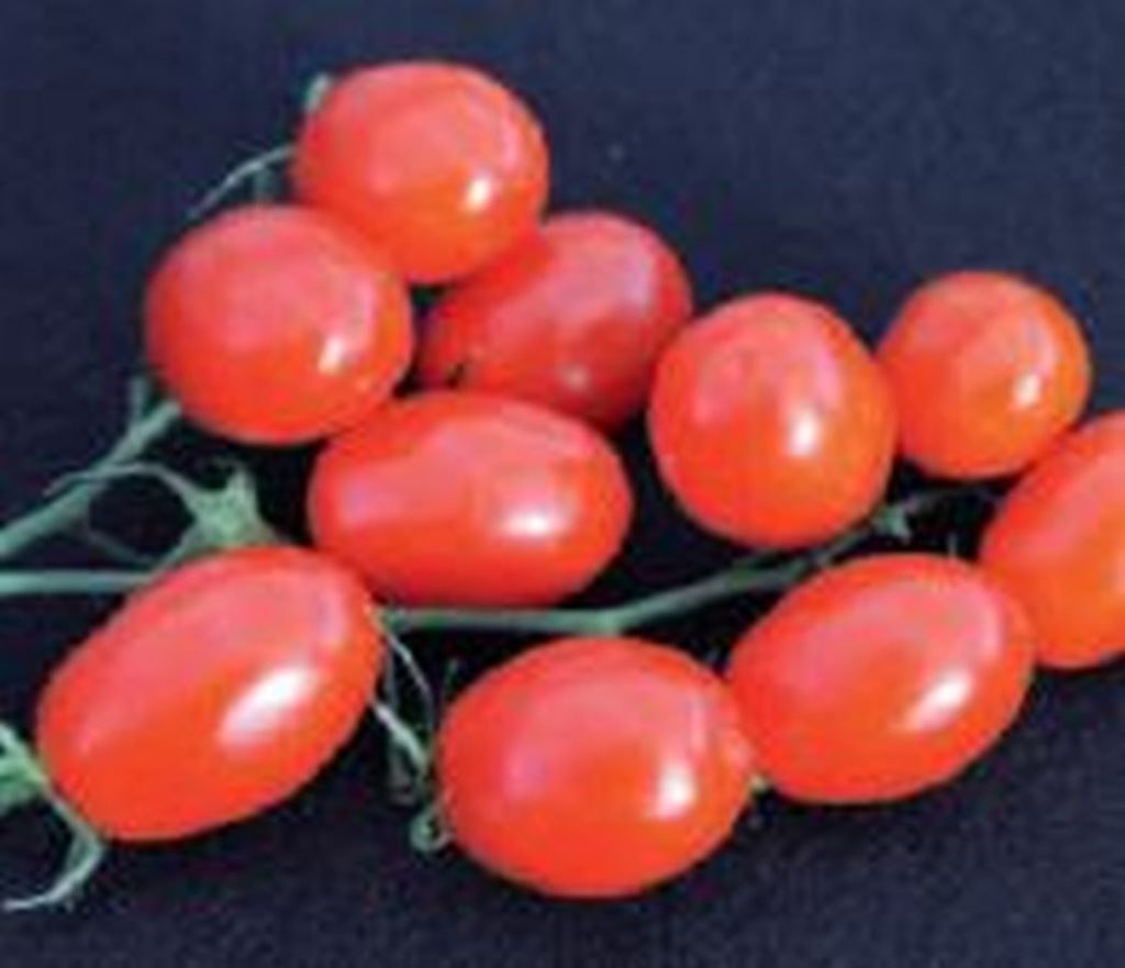 Pflaumen-Tomate ´Dasher´ - Kräuter Lädle