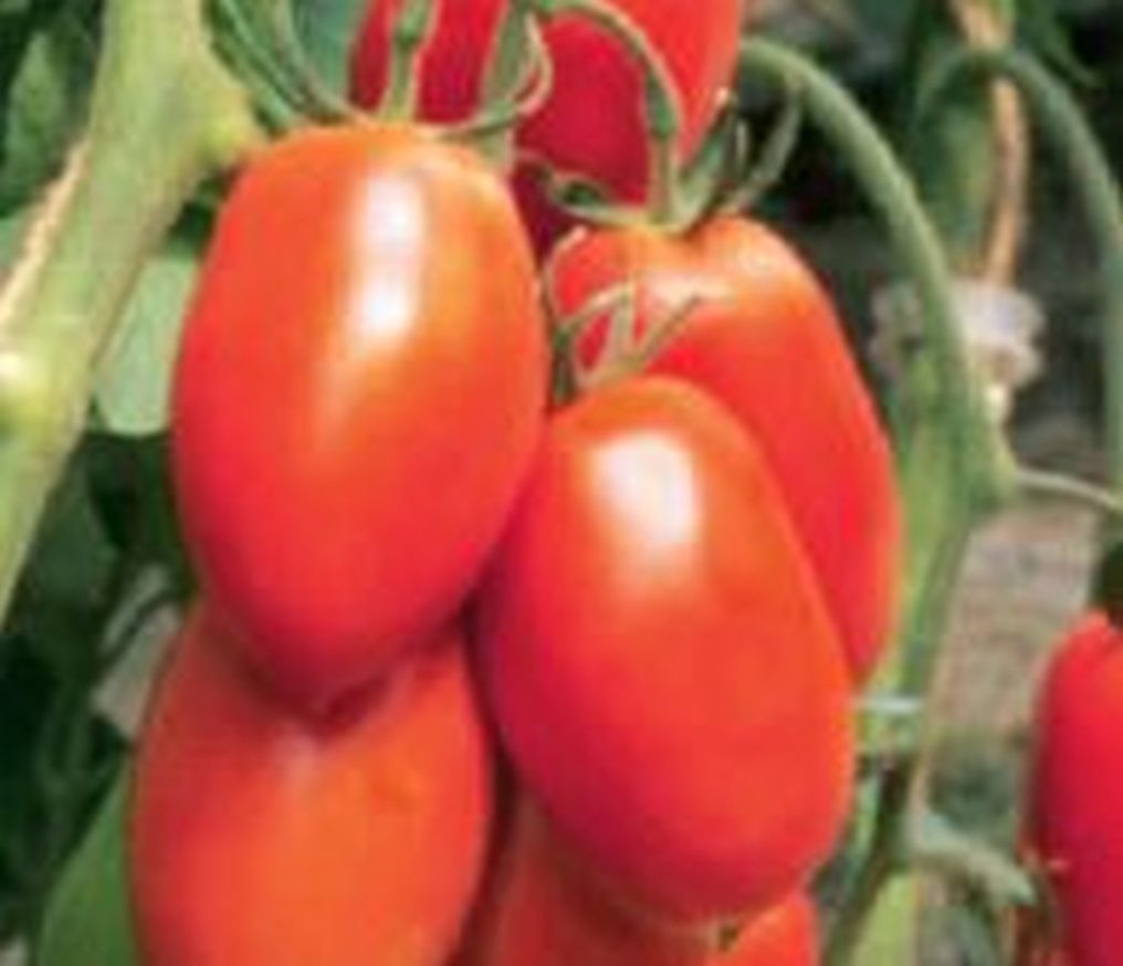 Roma-Tomate ´Patia Red´ - Kräuter Lädle