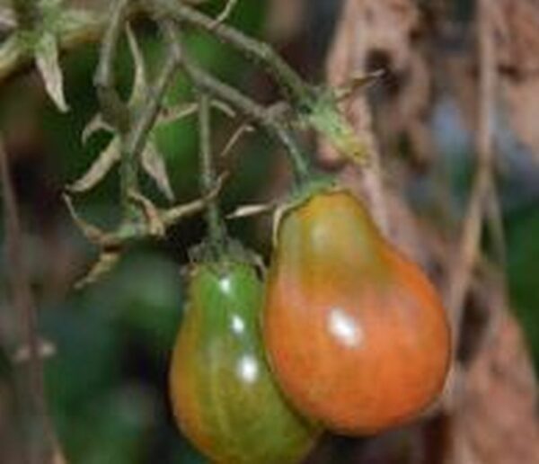 Rote Birnen-Tomate