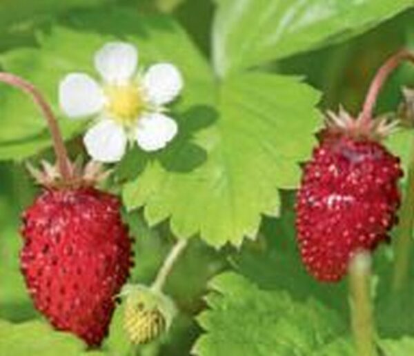 Rote Monatserdbeere