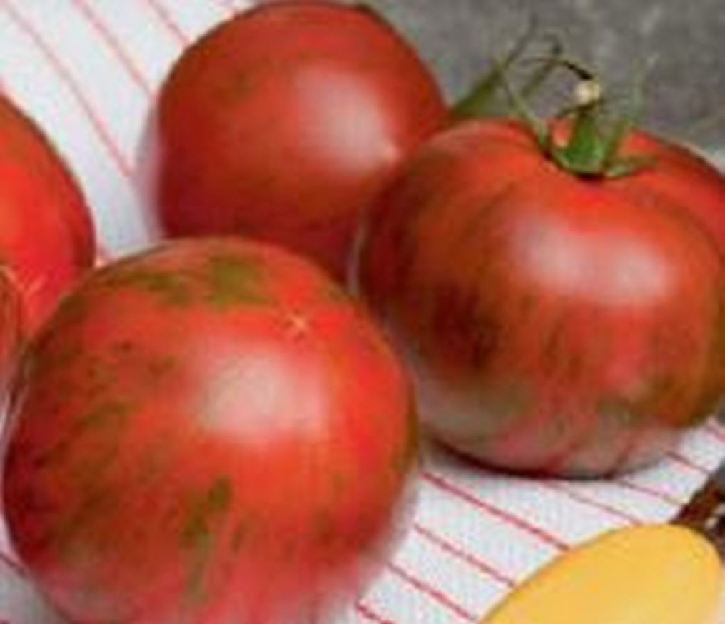 Rote Tiger Tomate Timenta - Kräuter Lädle