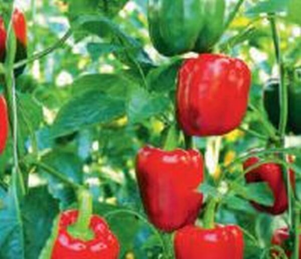 Roter Gemüse-Paprika Bontempi