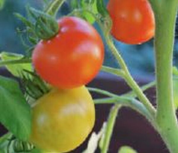 Runde Tomate ´Hildares´