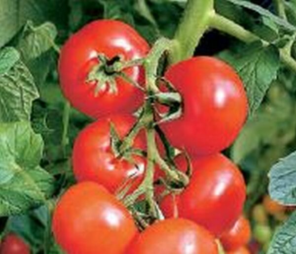 Runde Tomate ´Phantasia´