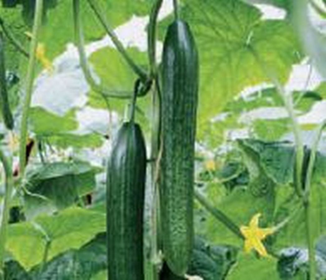 Schlangen-Gurke ´Dominica´ - Kräuter Lädle