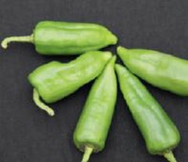 Spanischer Brat Paprika