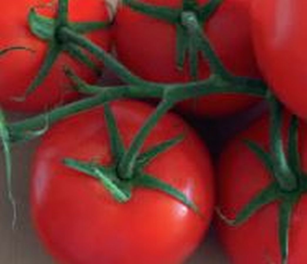 Strauch-Tomate - Kräuter Lädle