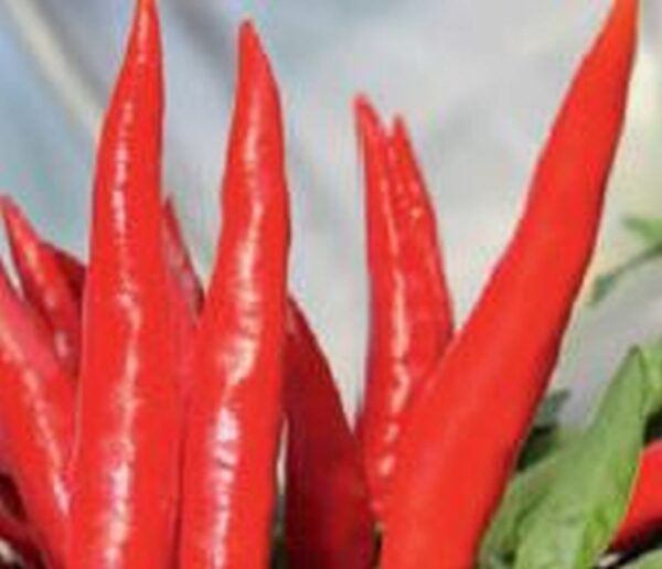 Thai-Chili