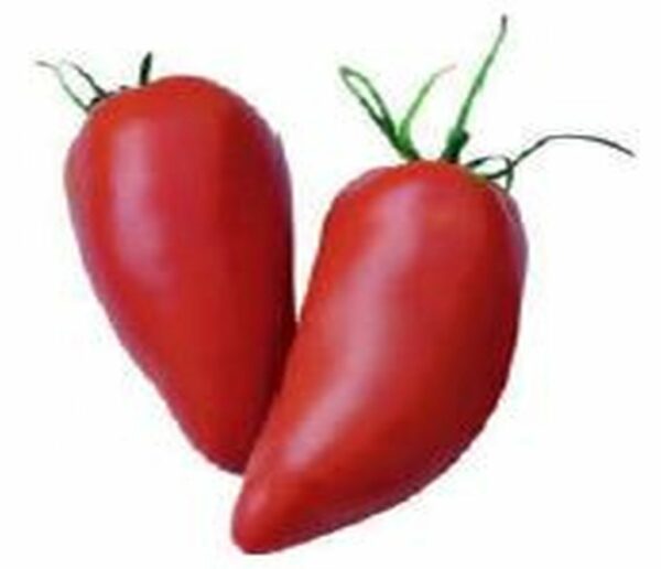 Tomate ´Andenhorn´
