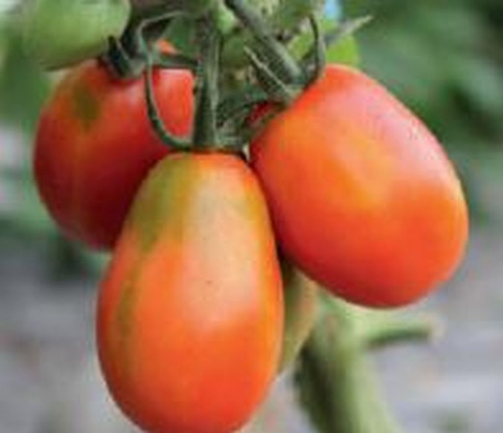 Tomate ´Baselbieter Röteli´ - Kräuter Lädle