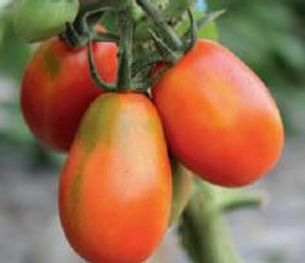Tomate ´Baselbieter Röteli´