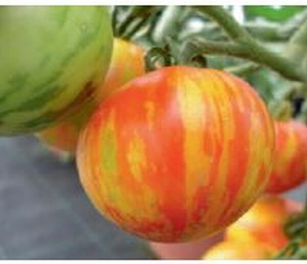 Tomate ´Tigerella´