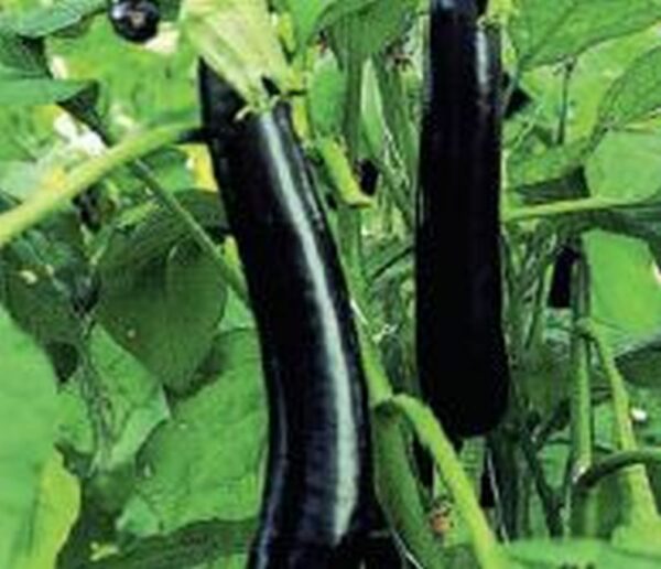 Aubergine