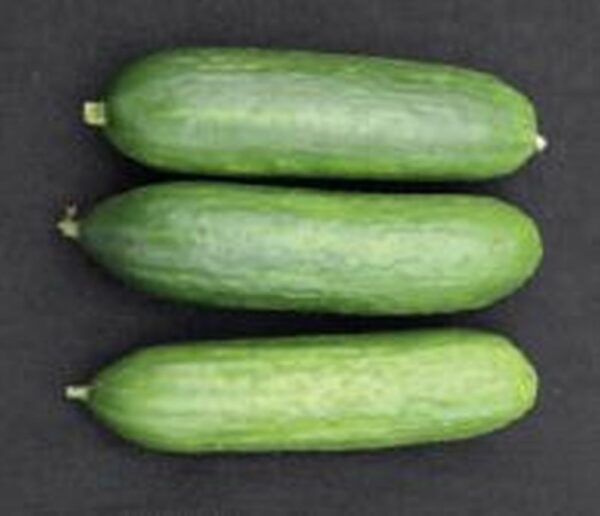 Vespergurke