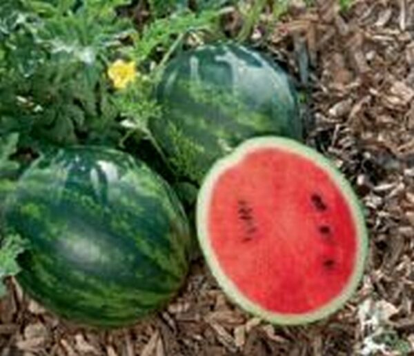 Wasser-Melone ´Mini Love´