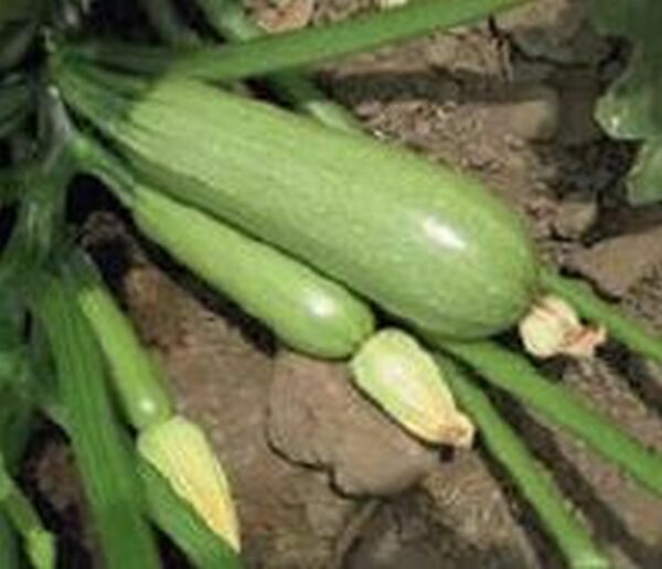 Weiße Zucchini