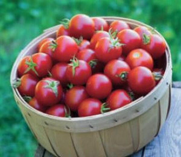 Cocktail - Tomate ´Baby Boomer´