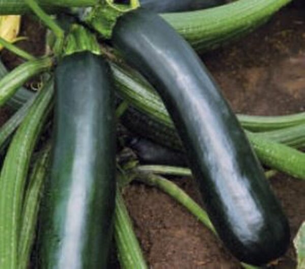 Kompakte Grüne Zucchini