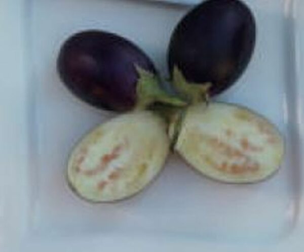 Mini - Aubergine