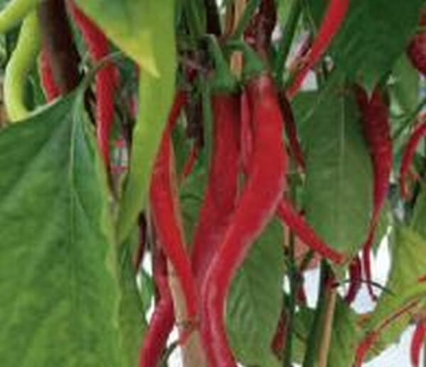 Peperoni Max Pepper