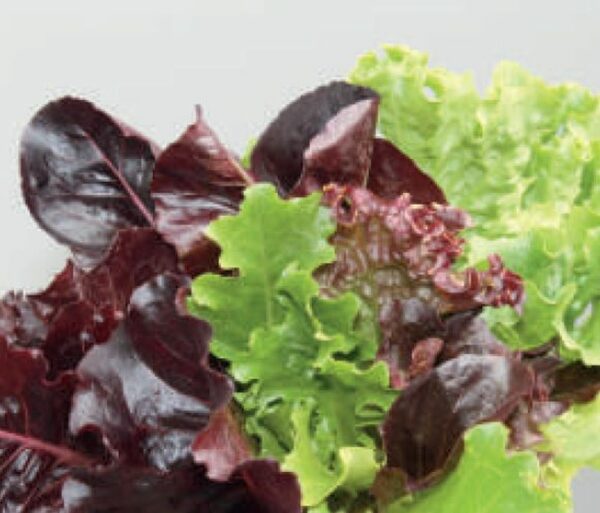 Salad Kitchen®