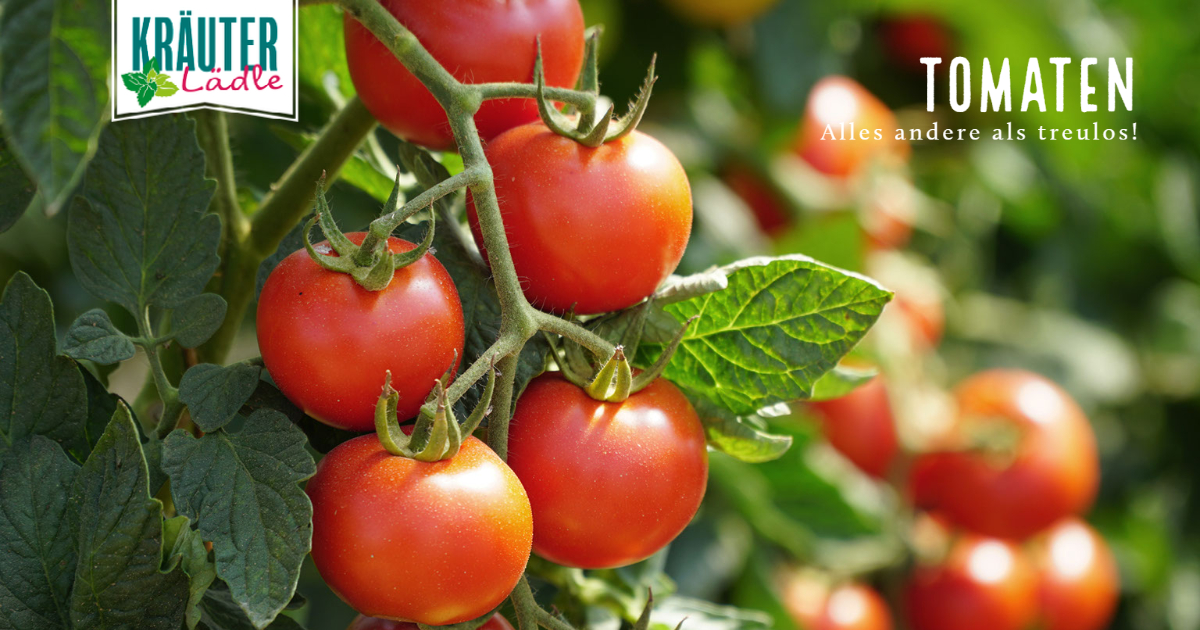 Featured image for “Tomaten-alles andere als treulos!”