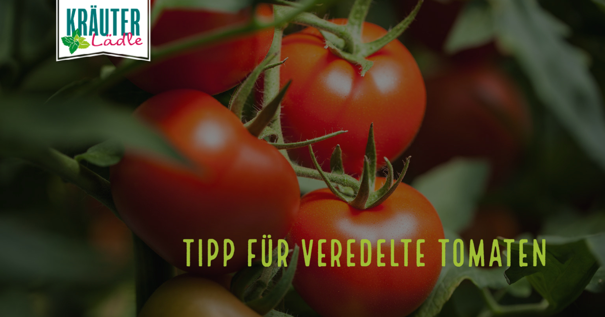 Featured image for “Tipp für veredelte Tomaten”