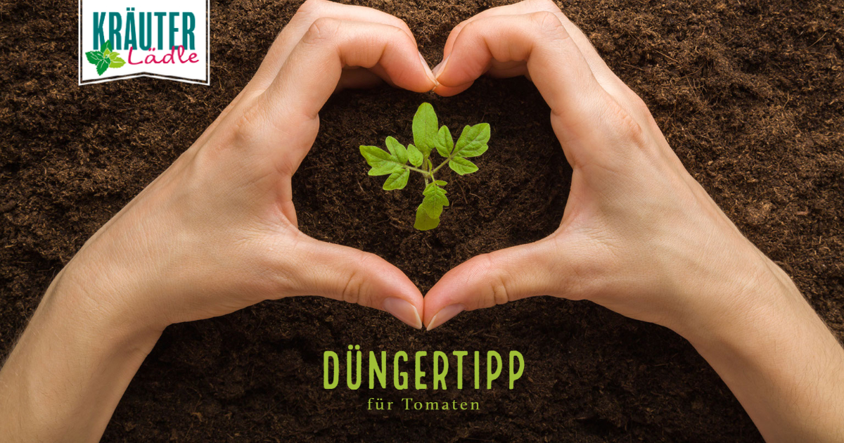 Featured image for “Düngertipp für Tomaten”