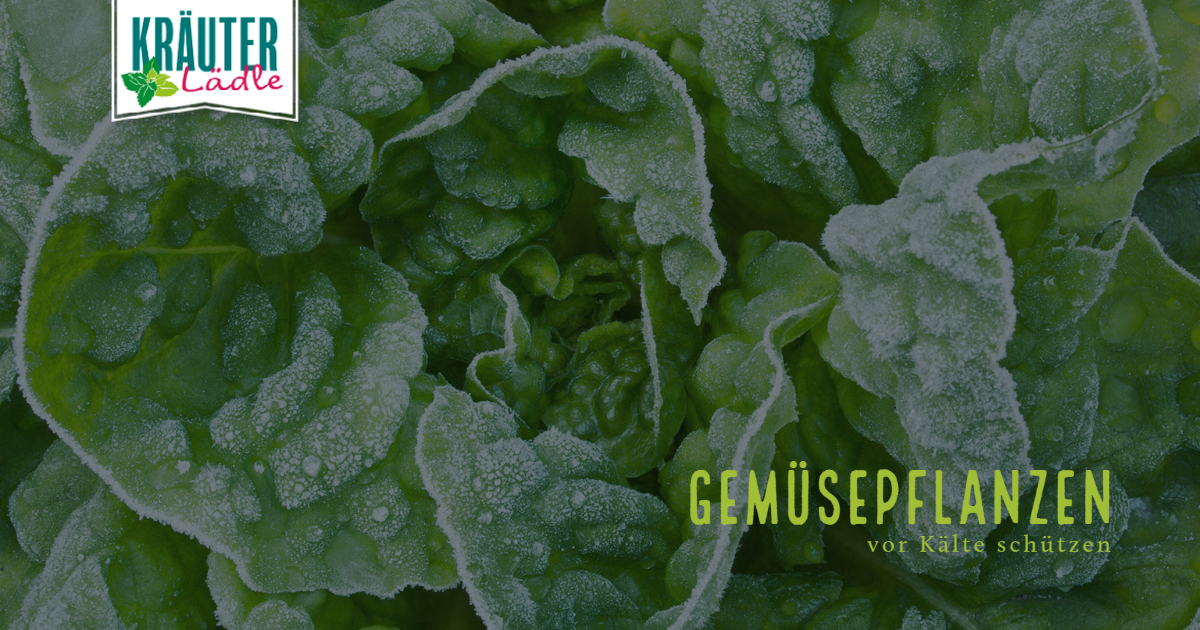 Featured image for “Gärtnermeister-Tipp: Gemüsepflanzen vor Kälte schützen”